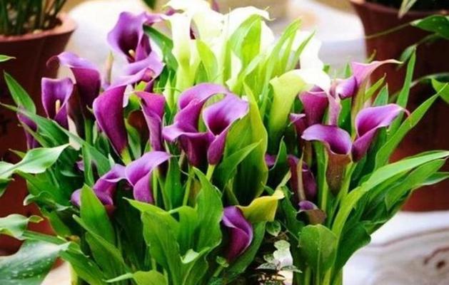 象征风生水起的花是什么花？这种花的寓意和特点有哪些？