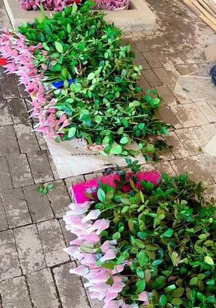 象征风生水起的花是什么花？这种花的寓意和特点有哪些？