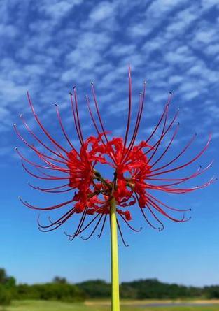 什么花的花语代表离别？揭秘离别之花的含义是什么？