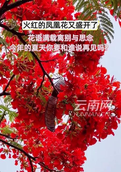 什么花的花语代表离别？揭秘离别之花的含义是什么？