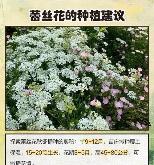 花的名称产地寓意是什么？如何了解不同花卉的文化含义？