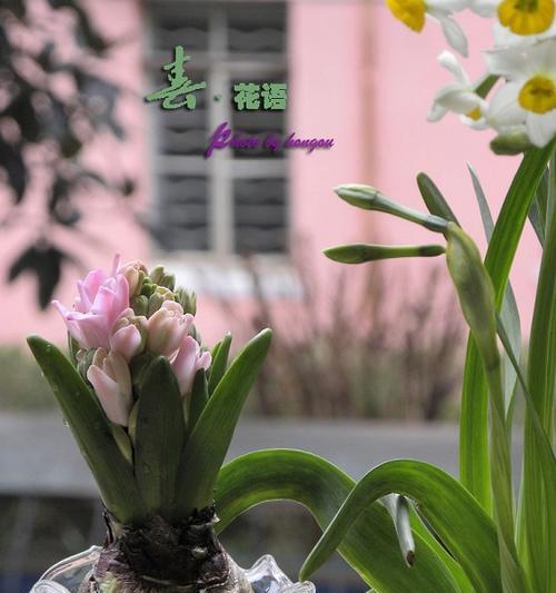 莲藕玫瑰花语是什么？如何解读莲藕玫瑰的含义？