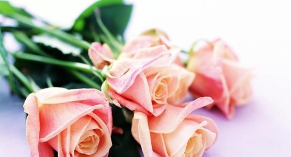 莲藕玫瑰花语是什么？如何解读莲藕玫瑰的含义？