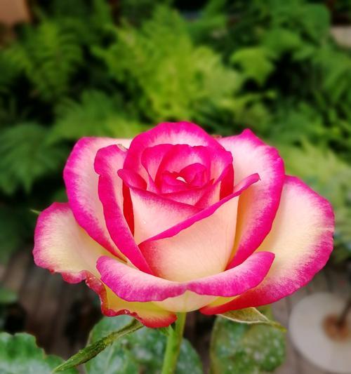 月季花语是什么？如何解读月季的不同颜色含义？