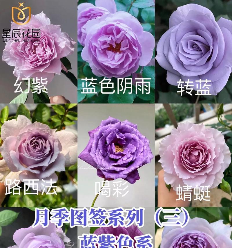 月季花语是什么？如何解读月季的不同颜色含义？