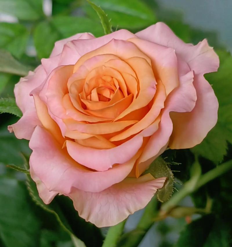 月季花语是什么？如何解读月季的不同颜色含义？
