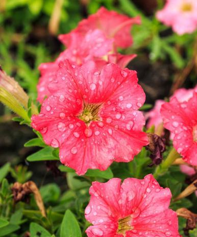 粉色的牵牛花象征着什么？粉色牵牛花的花语有哪些含义？