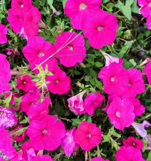 粉色的牵牛花象征着什么？粉色牵牛花的花语有哪些含义？