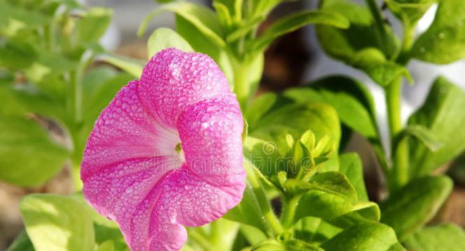 粉色的牵牛花象征着什么？粉色牵牛花的花语有哪些含义？