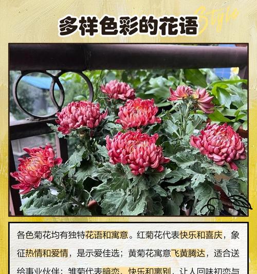 菊花语的寓意是什么？如何正确解读菊花的象征意义？
