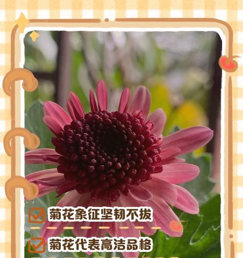 菊花语的寓意是什么？如何正确解读菊花的象征意义？