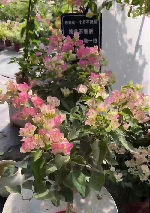 东倒西歪的花象征着什么？花语解读与常见问题解答？