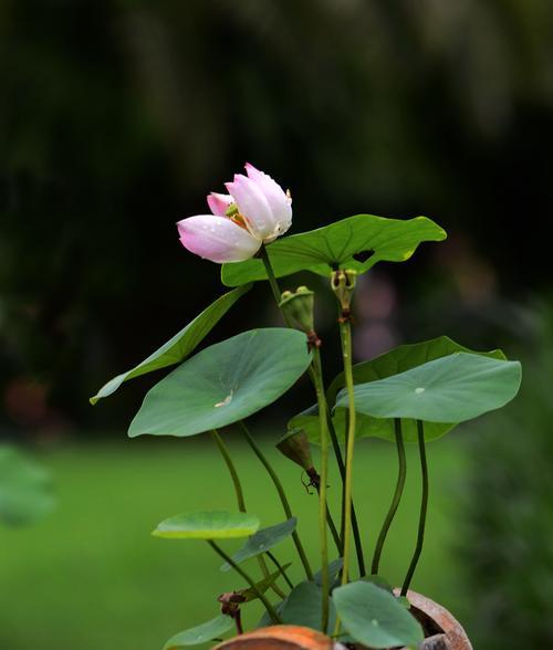 东倒西歪的花象征着什么？花语解读与常见问题解答？