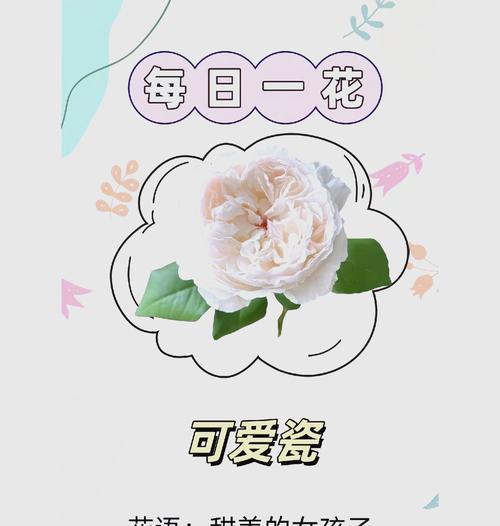 白粉玫瑰的花语是什么？购买时需要注意什么？