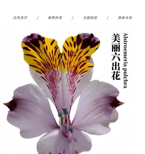 寓意很深的思念的花是什么花？如何表达深切的思念之情？