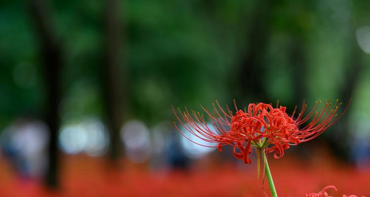寓意很深的思念的花是什么花？如何表达深切的思念之情？