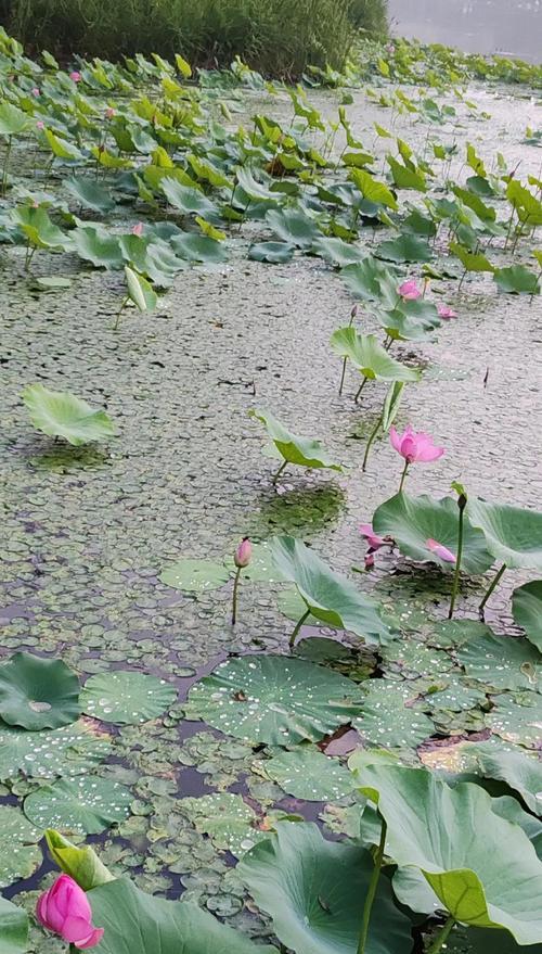 花佛的寓意和象征是什么？如何理解花佛的深层含义？