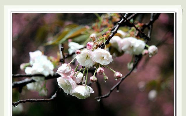 春雨花语是什么意思？如何理解春雨花语的深层含义？