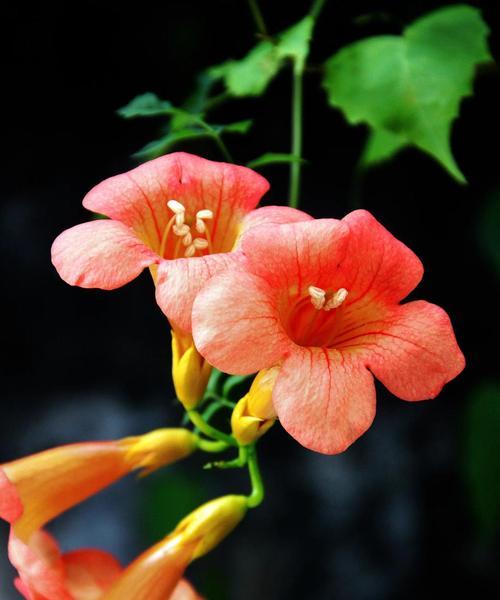 象征苦涩爱情的花朵有哪些？它们的花语是什么？