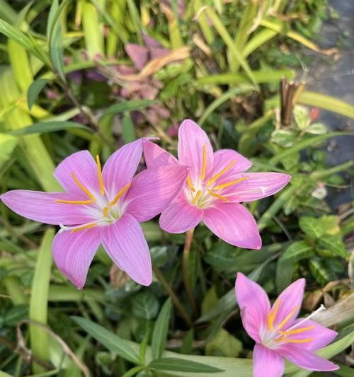 象征生命的花有哪些？它们各自代表什么意义？