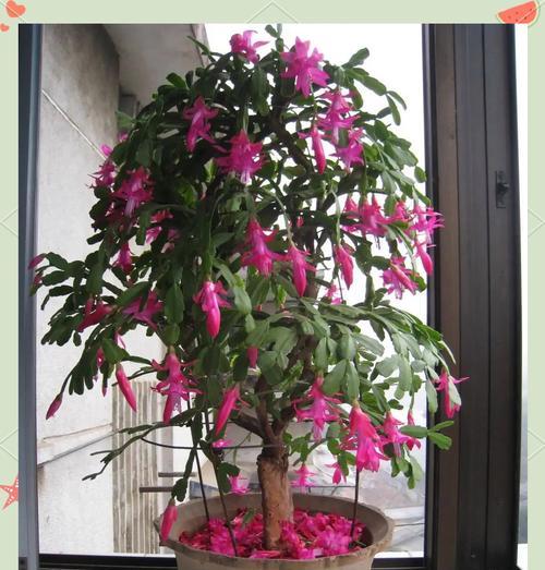 家里养什么花的寓意？这些花卉的象征意义你知道吗？