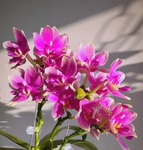 家里养什么花的寓意？这些花卉的象征意义你知道吗？