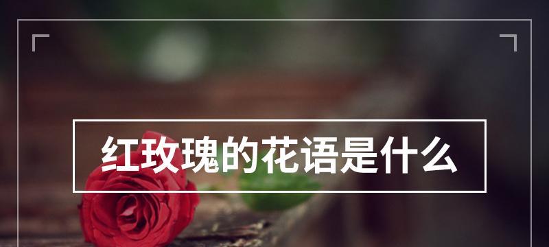酸菜的花语是什么？为什么酸菜会有花语？