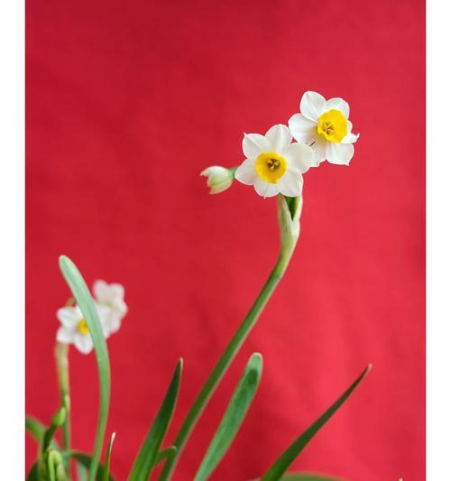 酸菜的花语是什么？为什么酸菜会有花语？