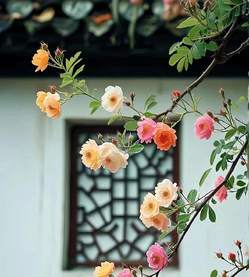 什么花代表自由自在？揭秘象征自由的花卉及其含义？