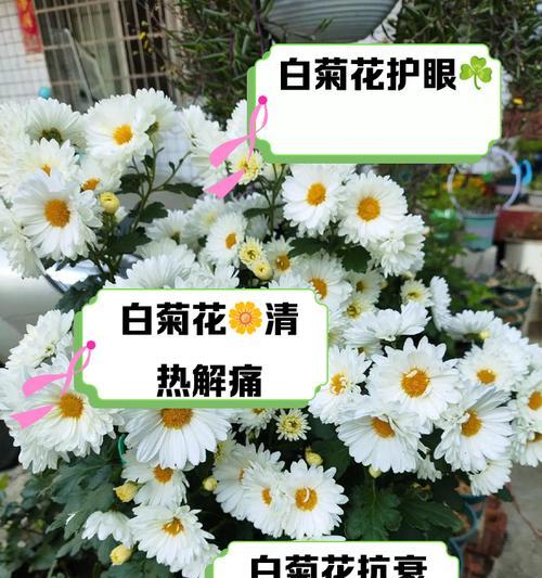 白菊的花语是什么？了解白菊的象征意义和用途？
