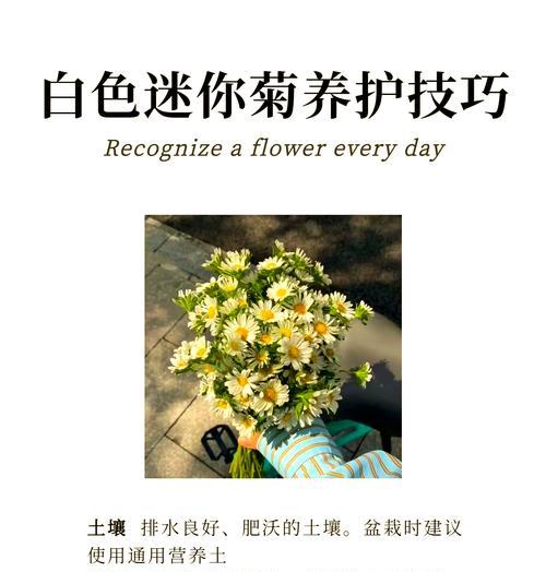 白菊的花语是什么？了解白菊的象征意义和用途？