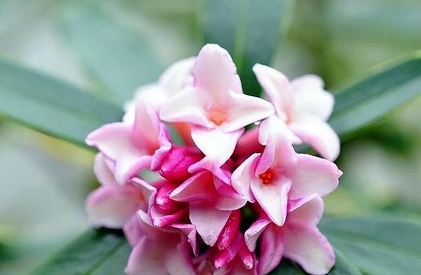 什么花最香的寓意是什么？如何挑选寓意最好的香花？