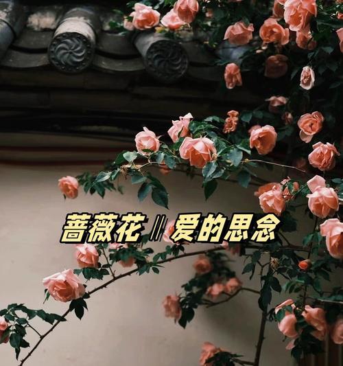 什么花的花语代表陪伴？揭秘陪伴意义的花卉有哪些？