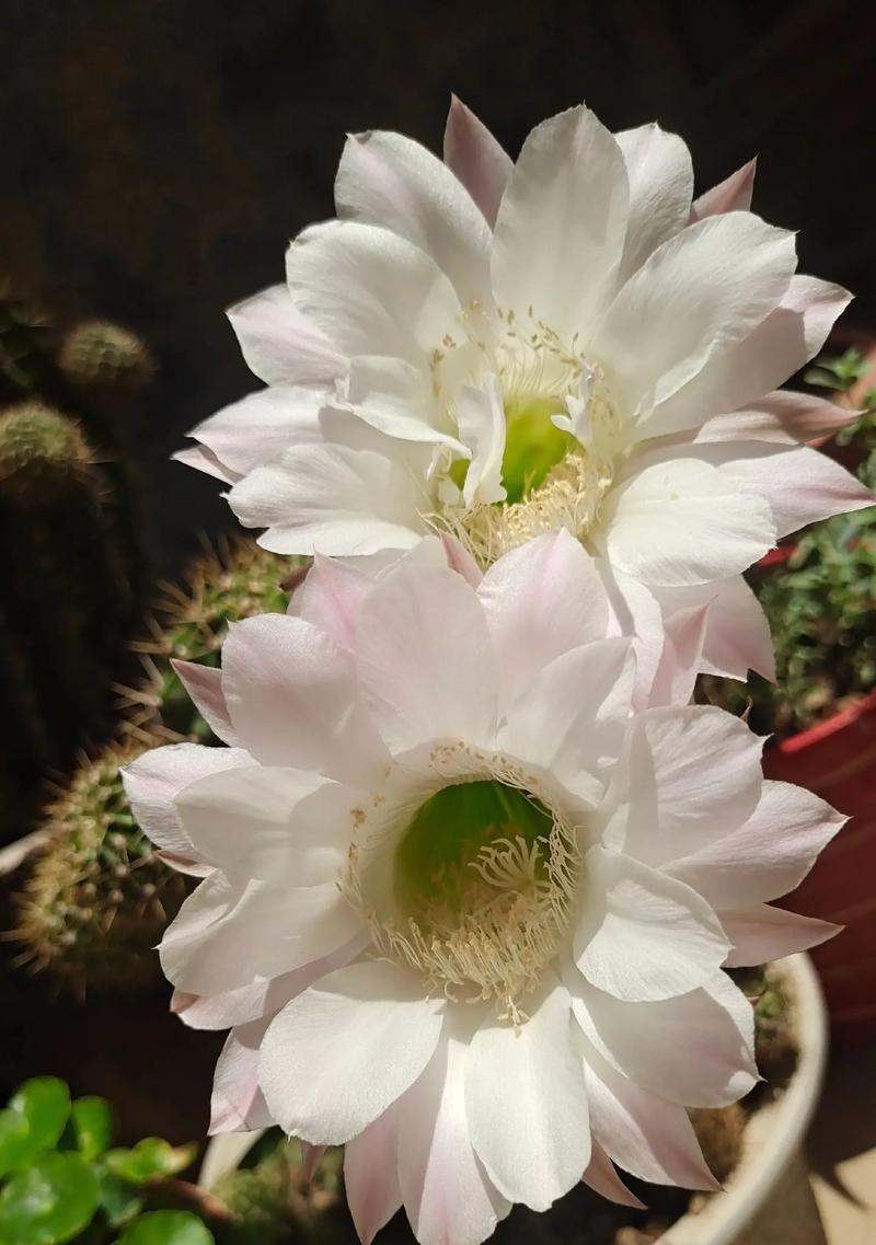 浪子回头象征的花是什么？这种花的花语有何含义？