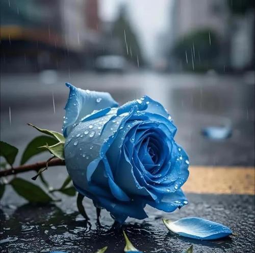 浪子回头象征的花是什么？这种花的花语有何含义？