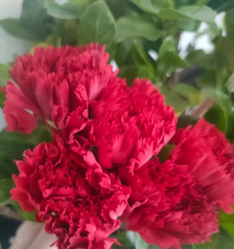 浪子回头象征的花是什么？这种花的花语有何含义？