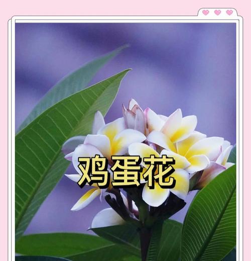凝脂花的寓意与象征是什么？如何在园艺中应用？