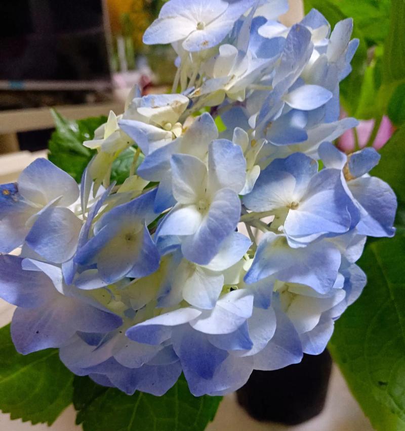 粉绣球花的花语是什么？如何正确解读粉绣球花的含义？