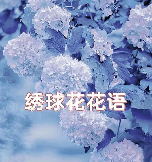 粉绣球花的花语是什么？如何正确解读粉绣球花的含义？
