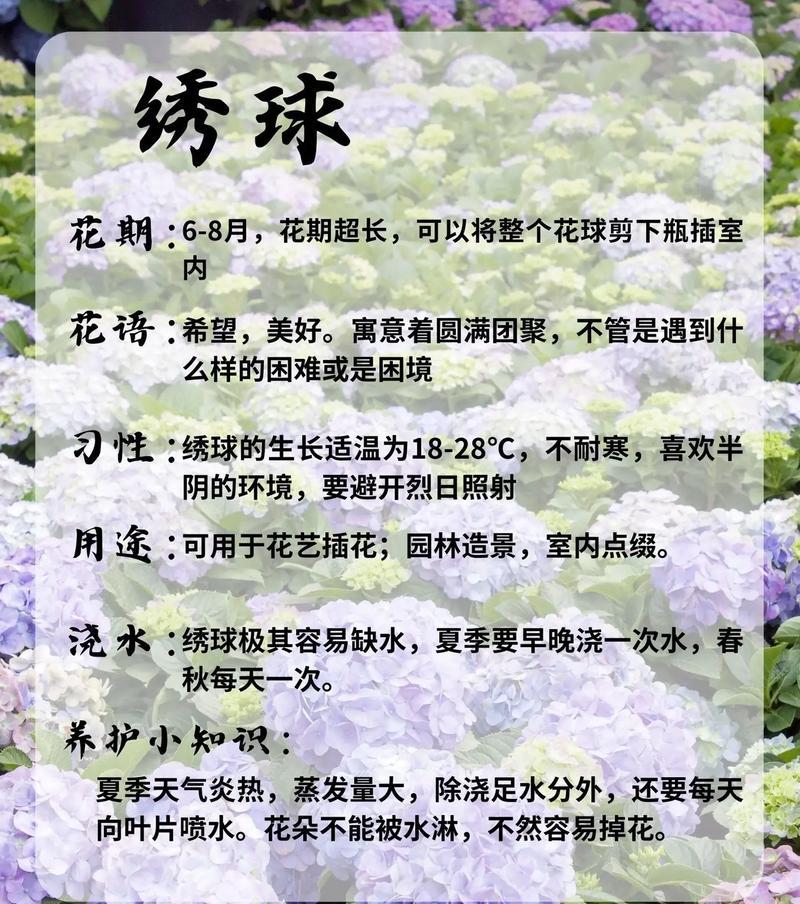 粉绣球花的花语是什么？如何正确解读粉绣球花的含义？
