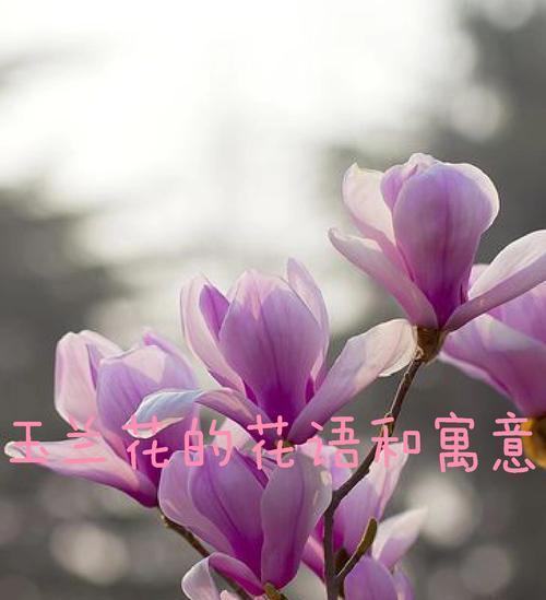 什么花代表感恩？寻找寓意感恩的花卉有哪些？