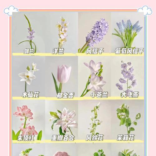 什么花象征天真烂漫的爱情？如何用花卉表达纯真的爱？