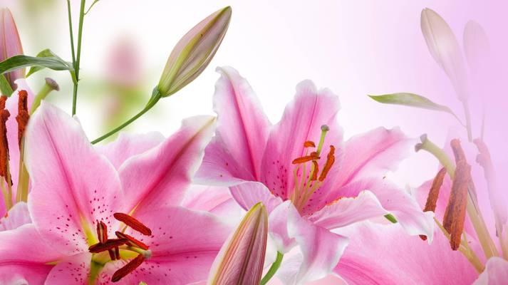 气死母亲的花语是什么？这种花的含义你知道吗？