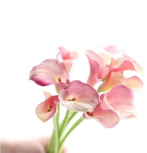 马蹄莲的花语是什么？了解其独特含义和象征意义