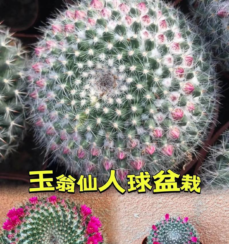 仙人球的花语是什么？如何正确解读仙人球的象征意义？