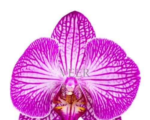 紫色蝴蝶兰花语是什么？如何表达爱意和祝福？