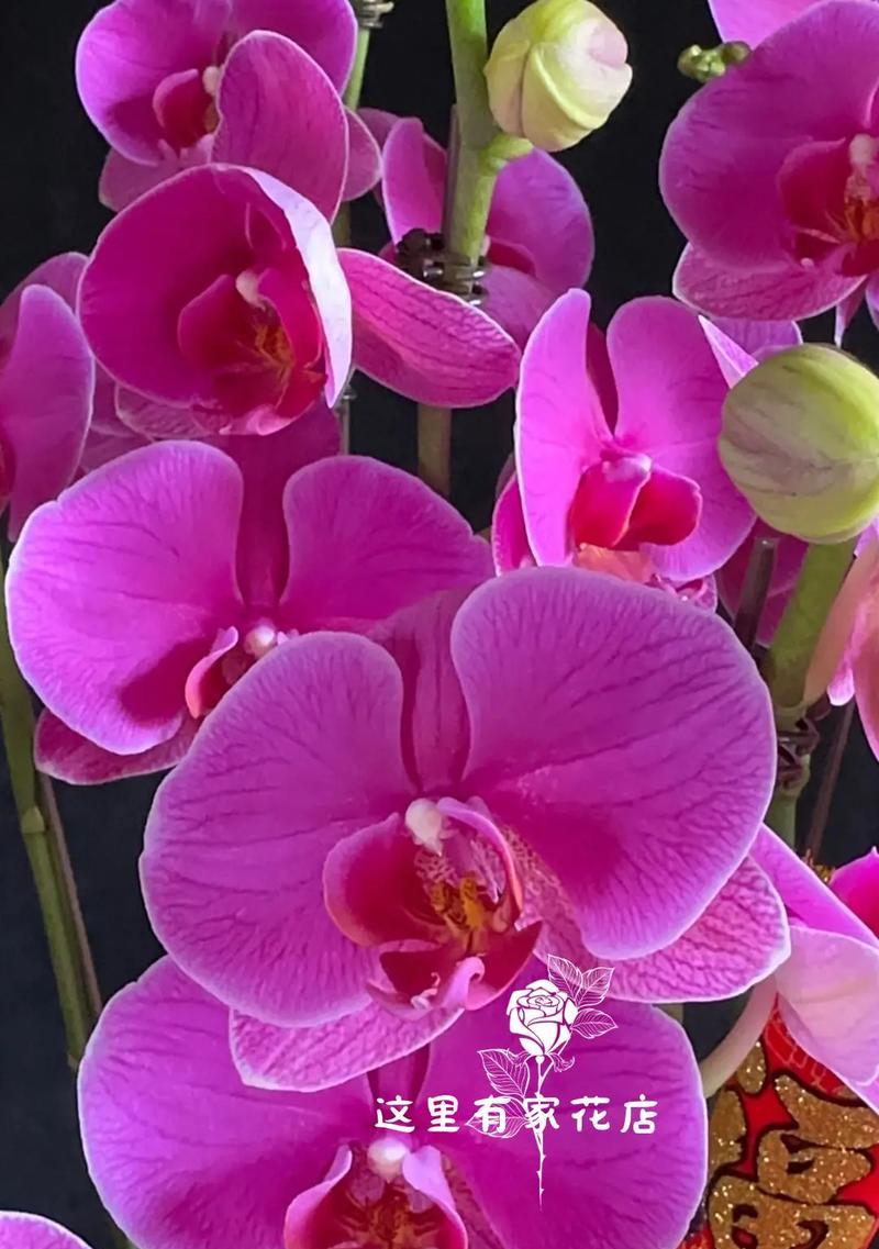 紫色蝴蝶兰花语是什么？如何表达爱意和祝福？