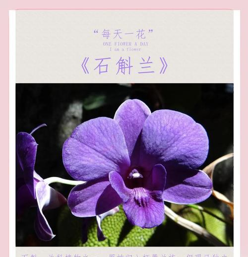 父亲节礼物花语指南：如何选择表达爱意的花朵？