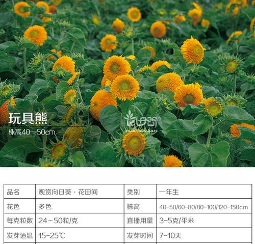 生花熊的含义和寓意是什么？如何正确理解生花熊的象征意义？
