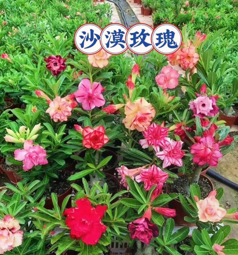 十六朵不同花朵的寓意是什么？每朵花代表什么意义？